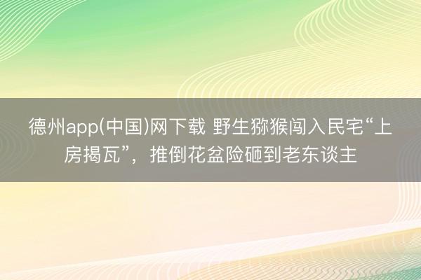 德州app(中国)网下载 野生猕猴闯入民宅“上房揭瓦”，推倒花盆险砸到老东谈主